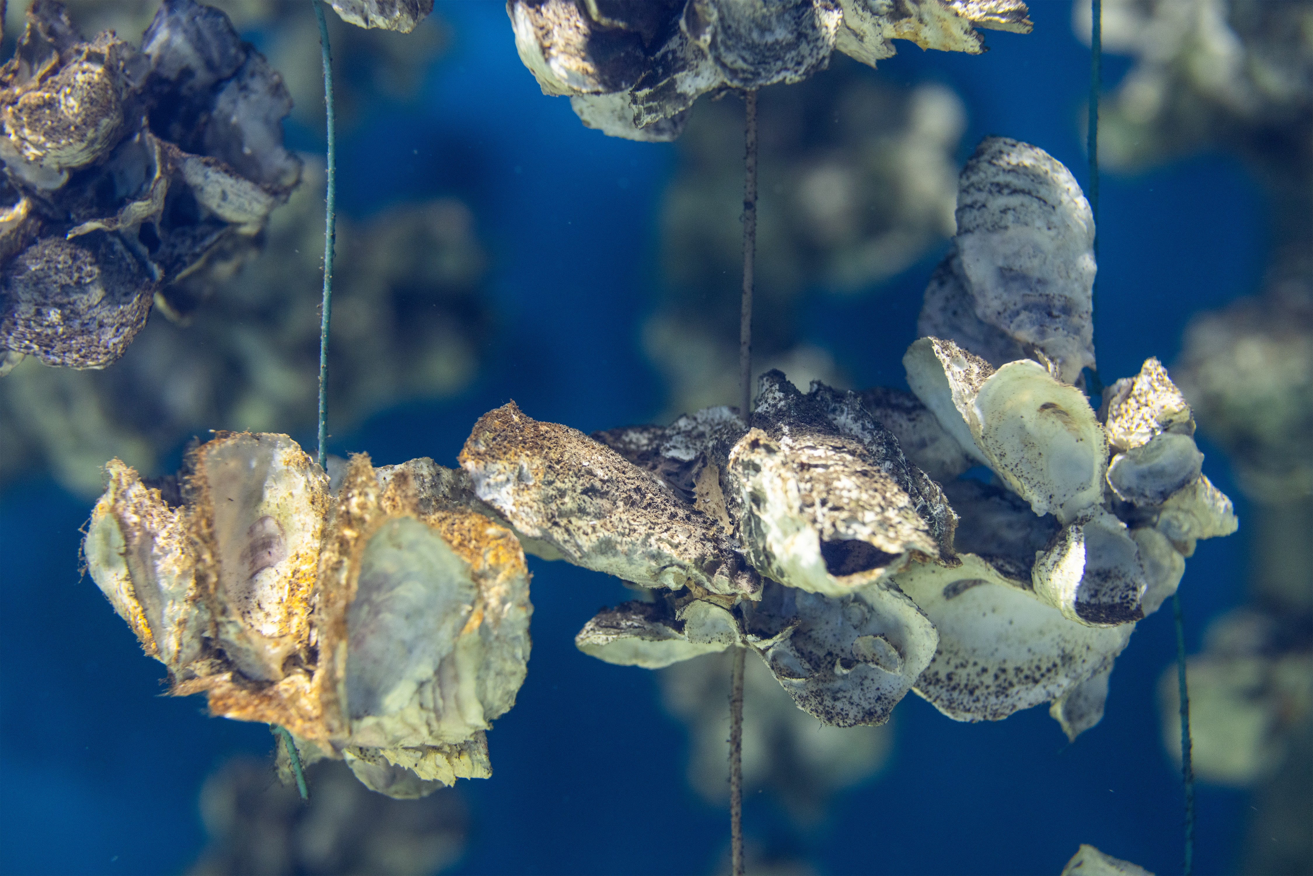 Aquaculture of the oyster under the sea